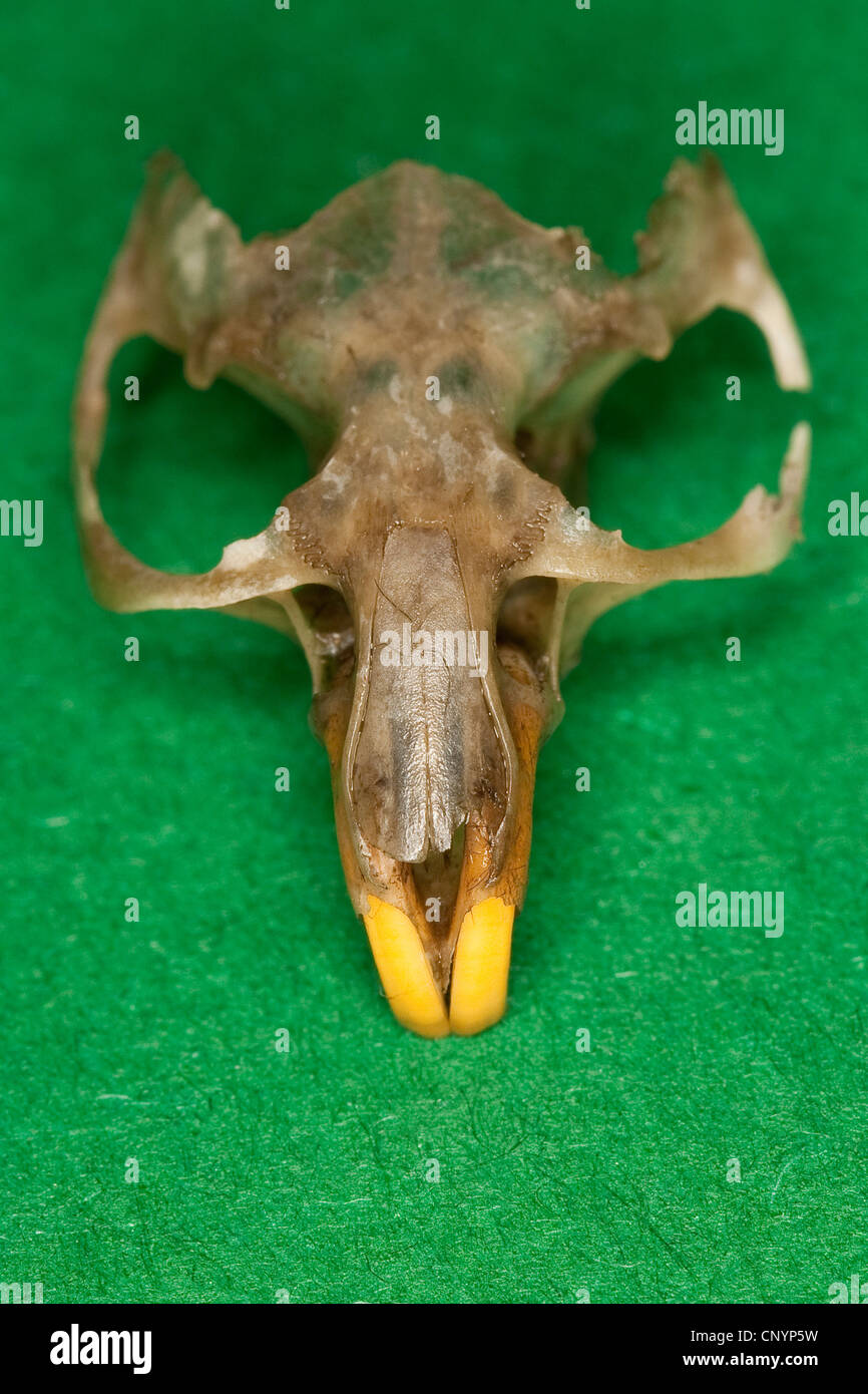 Barn owl (Tyto alba), mouse scull, undigested food residue from a pellet Stock Photo