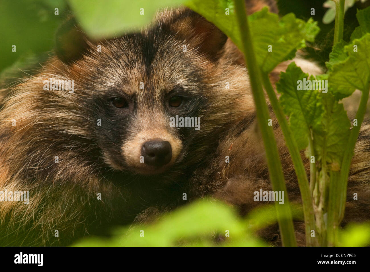 raccoon dog (Nyctereutes procyonoides), portrait, Germany Stock Photo