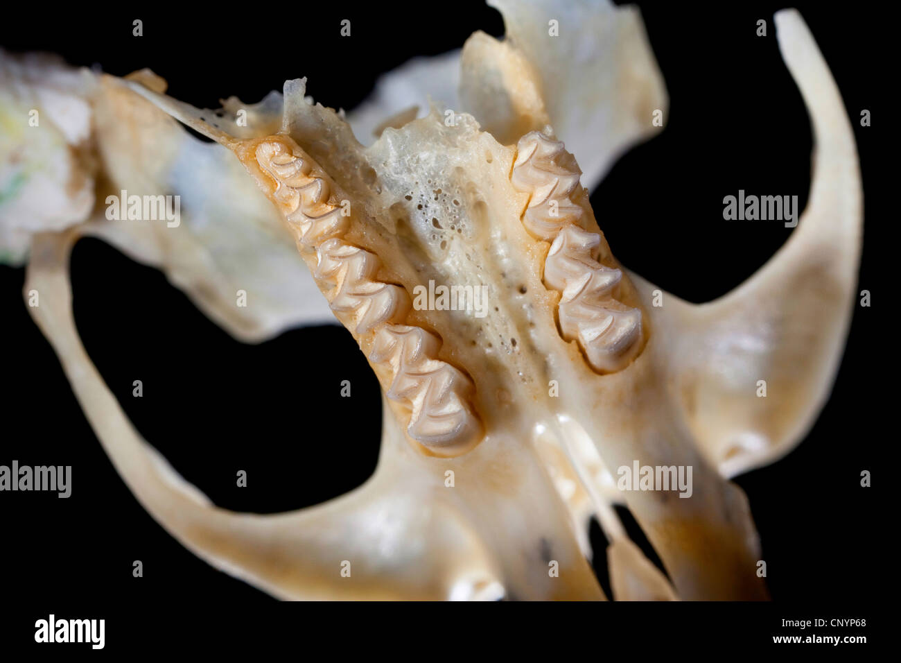 Barn owl (Tyto alba), upper jaw of a mouse, undigested food residue from a pellet Stock Photo