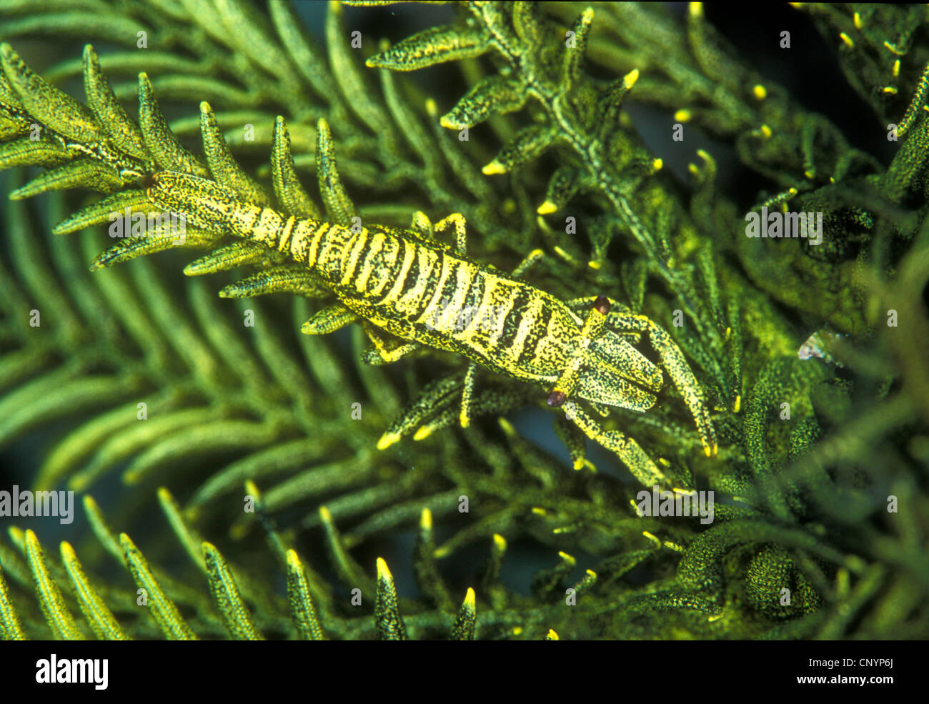 a crinoid shrimp in its matching crinoid Stock Photo
