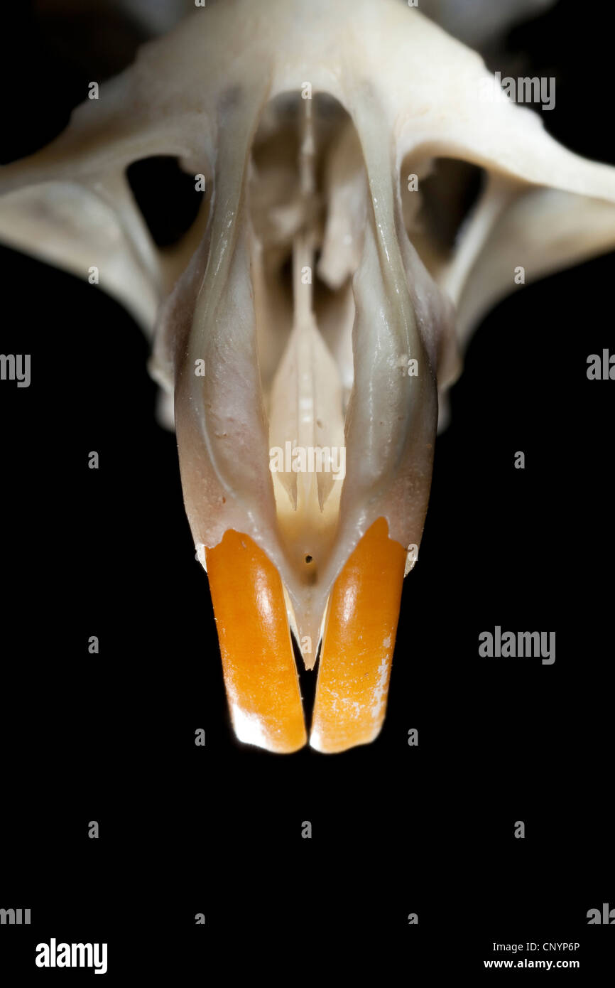 Barn owl (Tyto alba), upper jaw of a mouse with the long chisel teeth, undigested food residue from a pellet Stock Photo