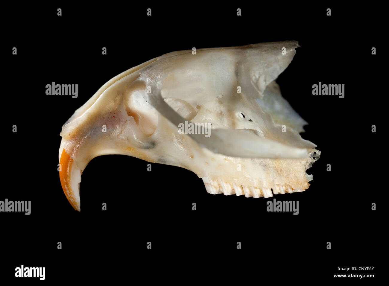 Barn owl (Tyto alba), skull of a mouse with the long chisel teeth, undigested food residue from a pellet Stock Photo