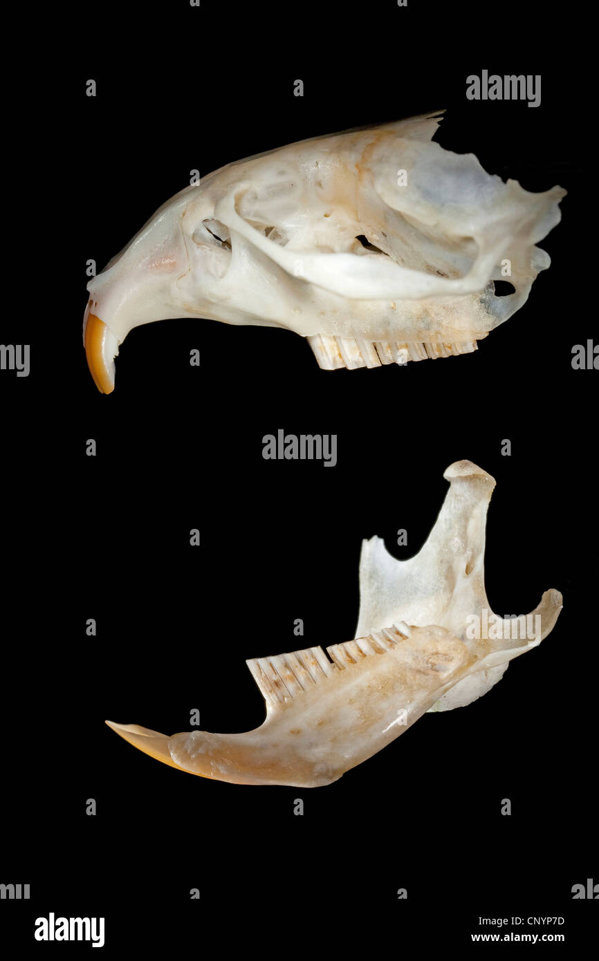Barn owl (Tyto alba), skull and lower jaw of a mouse, undigested food residue from a pellet Stock Photo