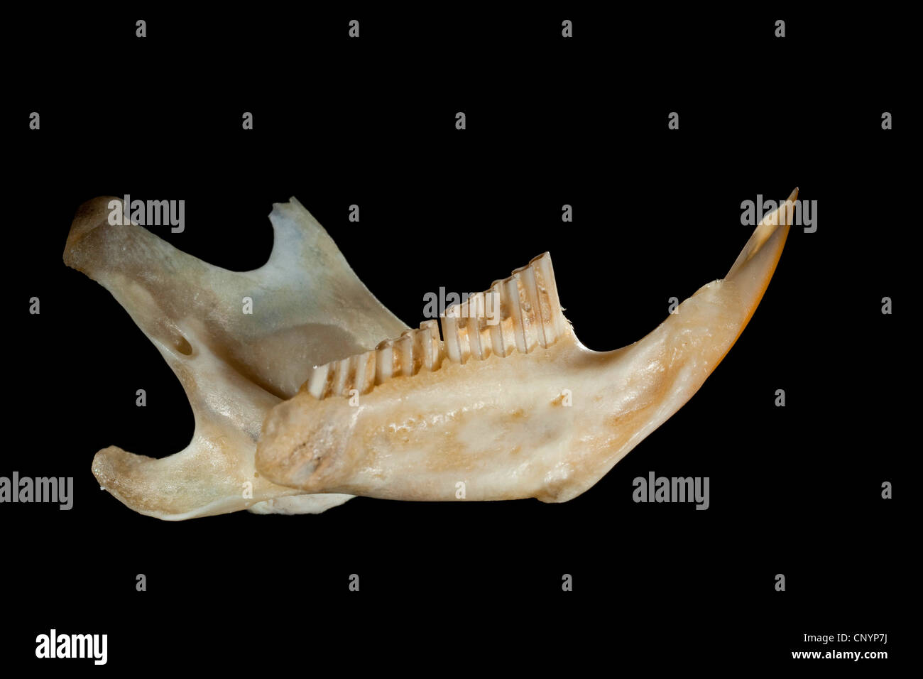 Barn owl (Tyto alba), lower jaw of a mouse, undigested food residue from a pellet Stock Photo