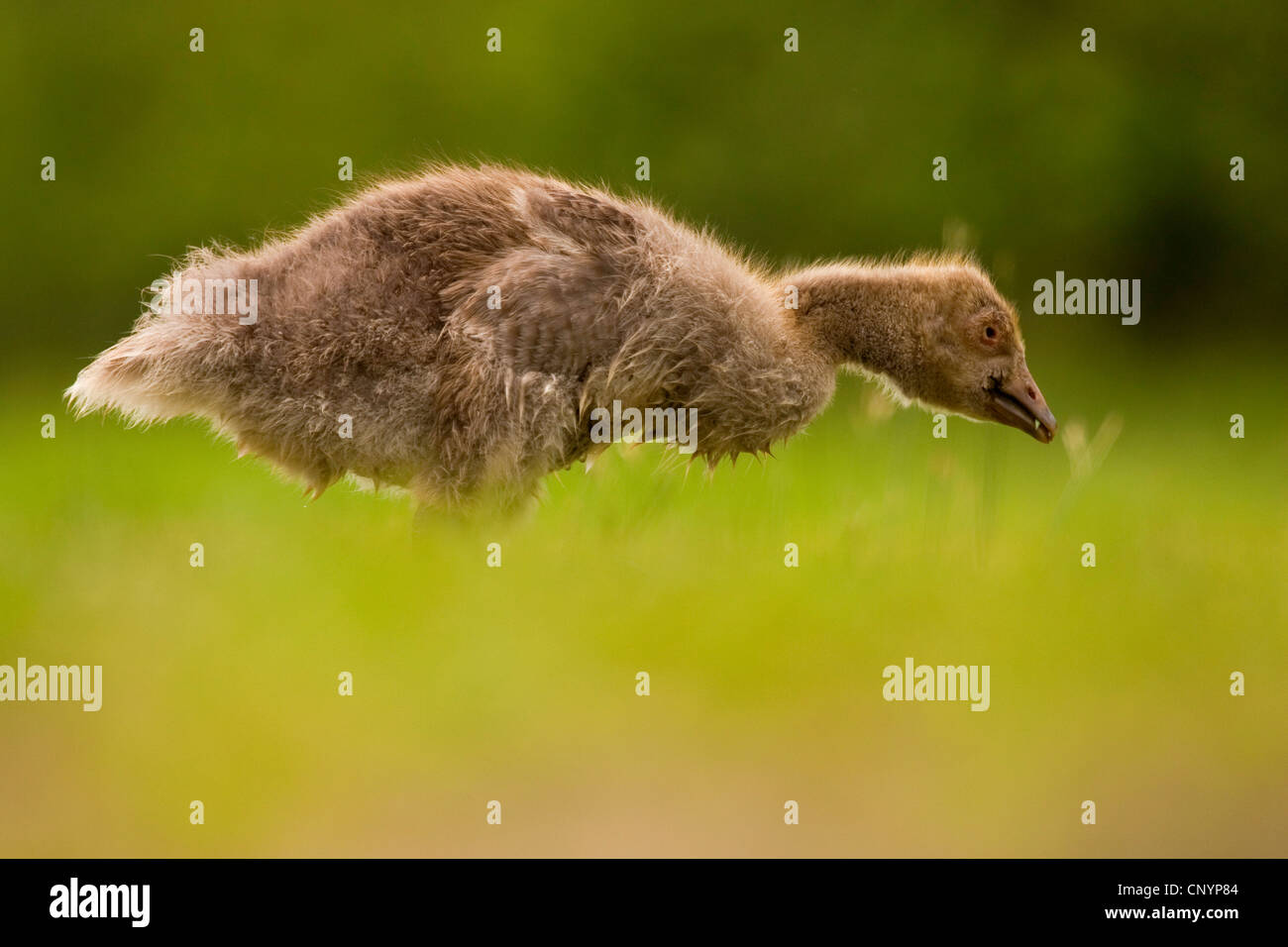 Canada goose (Branta canadensis), Canada Goose chick in a meadow, Germany, Rhineland-Palatinate Stock Photo