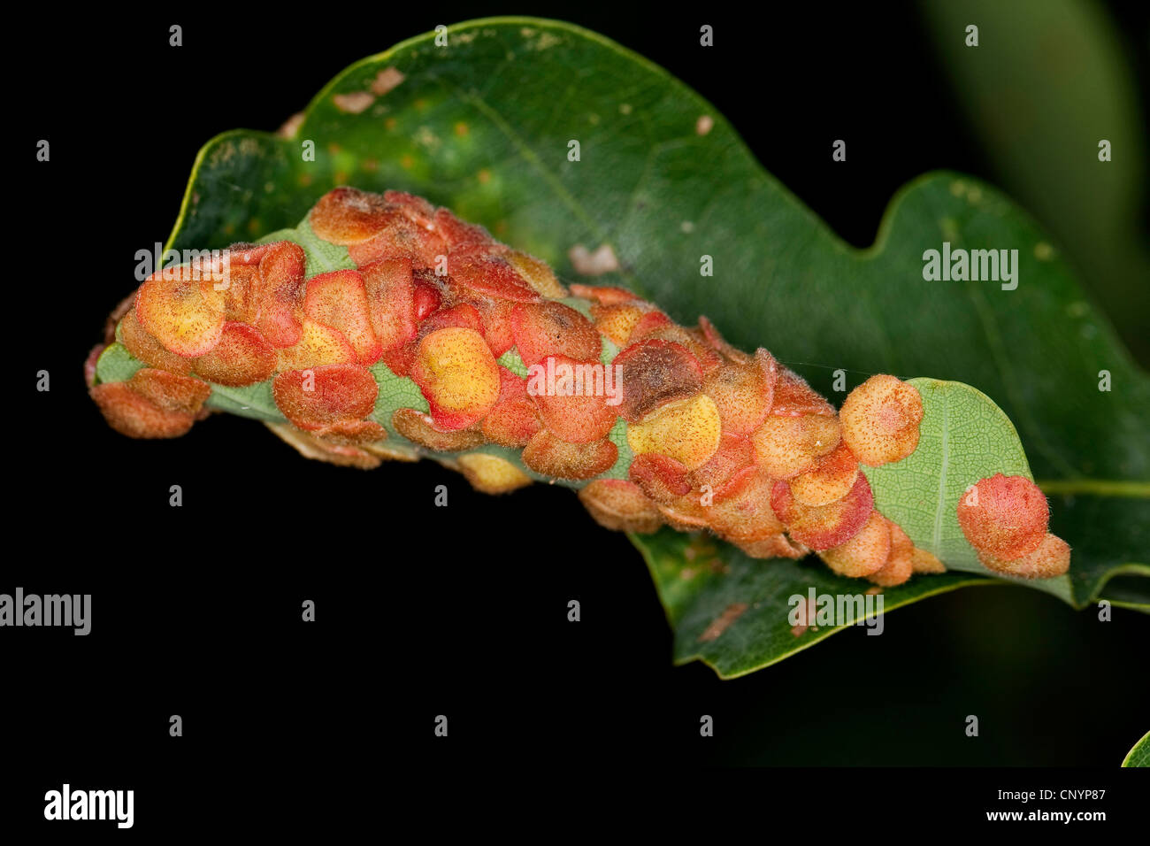 Oak leaf spangle-gall cynipid wasp, Oak common spangle gall (Neuroterus quercusbaccarum, Neuroterus quercus-baccarum, Cynips quercus-baccarum), gall at an oak leaf, Germany Stock Photo