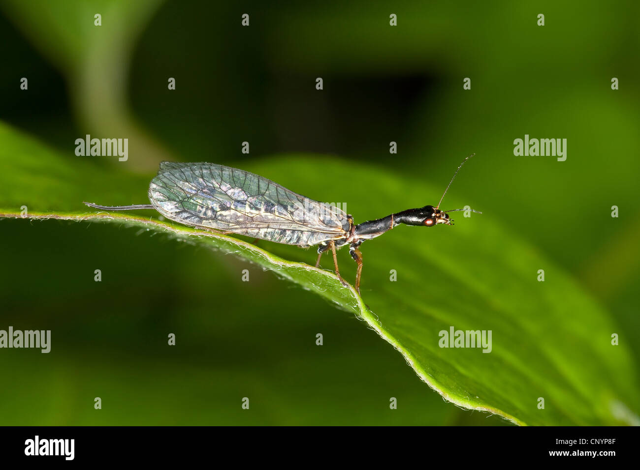 snakefly (Raphidia ophiopsis), female, Germany Stock Photo