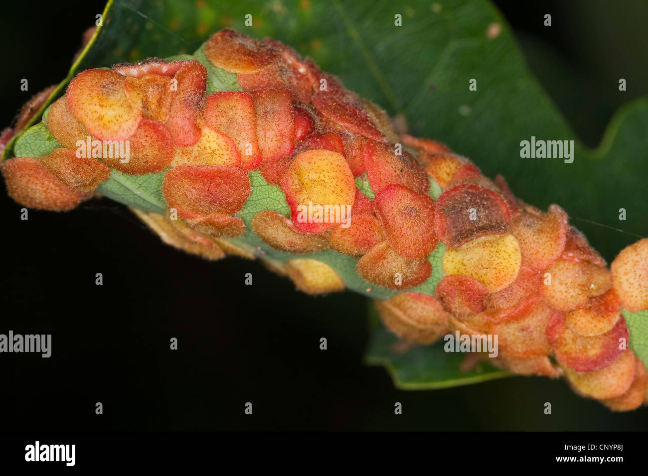 Oak leaf spangle-gall cynipid wasp, Oak common spangle gall (Neuroterus quercusbaccarum, Neuroterus quercus-baccarum, Cynips quercus-baccarum), gall at an oak leaf, Germany Stock Photo