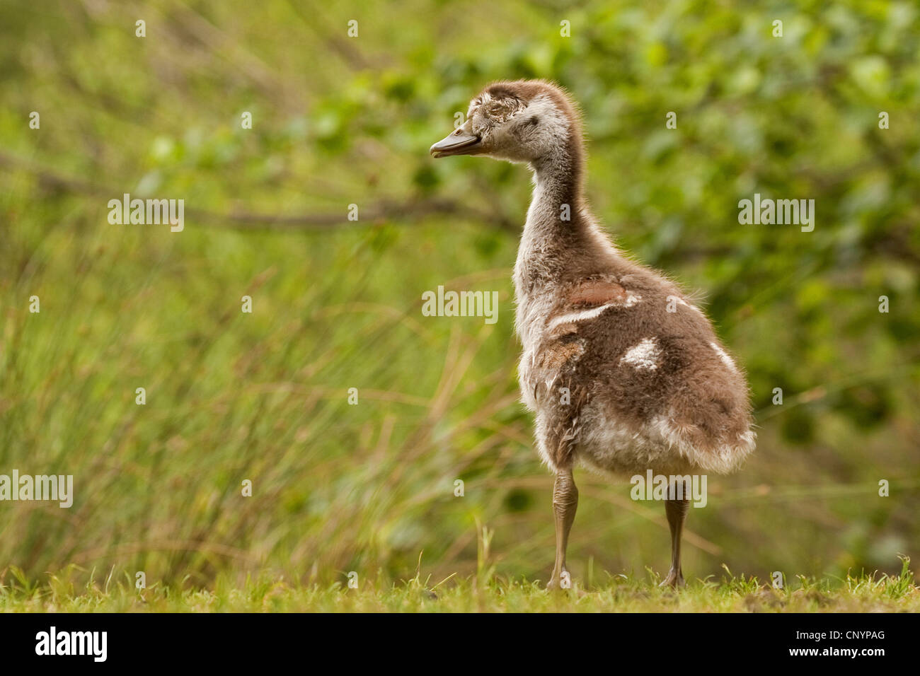 Canada goose (Branta canadensis), Canada Goose chick in a meadow, Germany, Rhineland-Palatinate Stock Photo