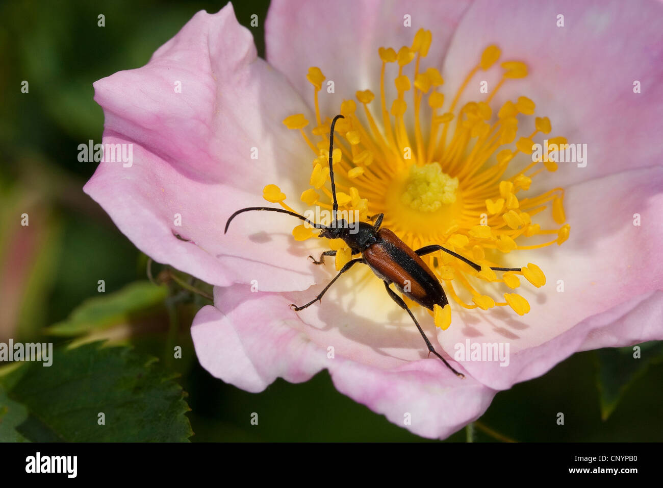 Black and red Longhorn Flower Beetle, black-striped longhorn beetle (Stenurella melanura, Strangalia melanura), male on a rose flower, Germany Stock Photo