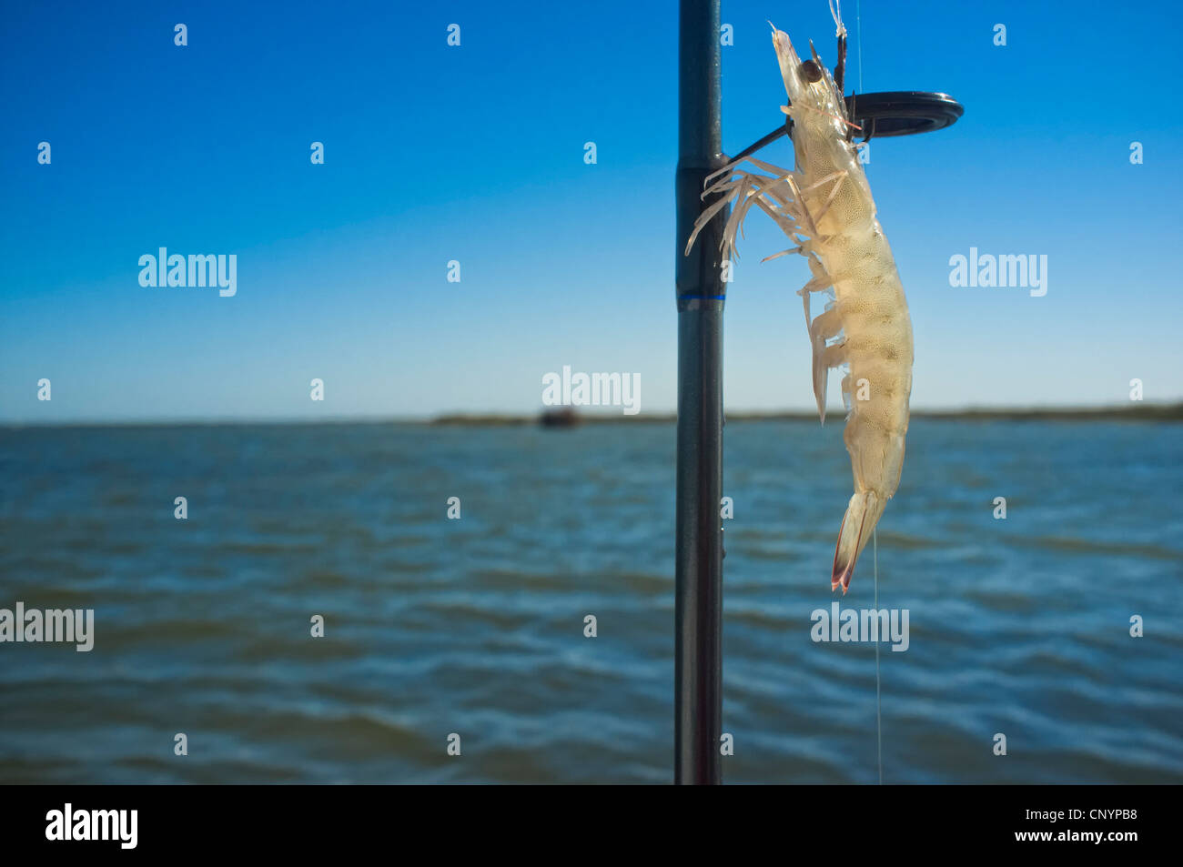Shrimp bait on fishing hook Stock Photo - Alamy