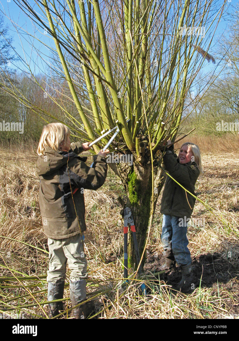 Osiery Osier willow hi-res stock photography and images - Alamy