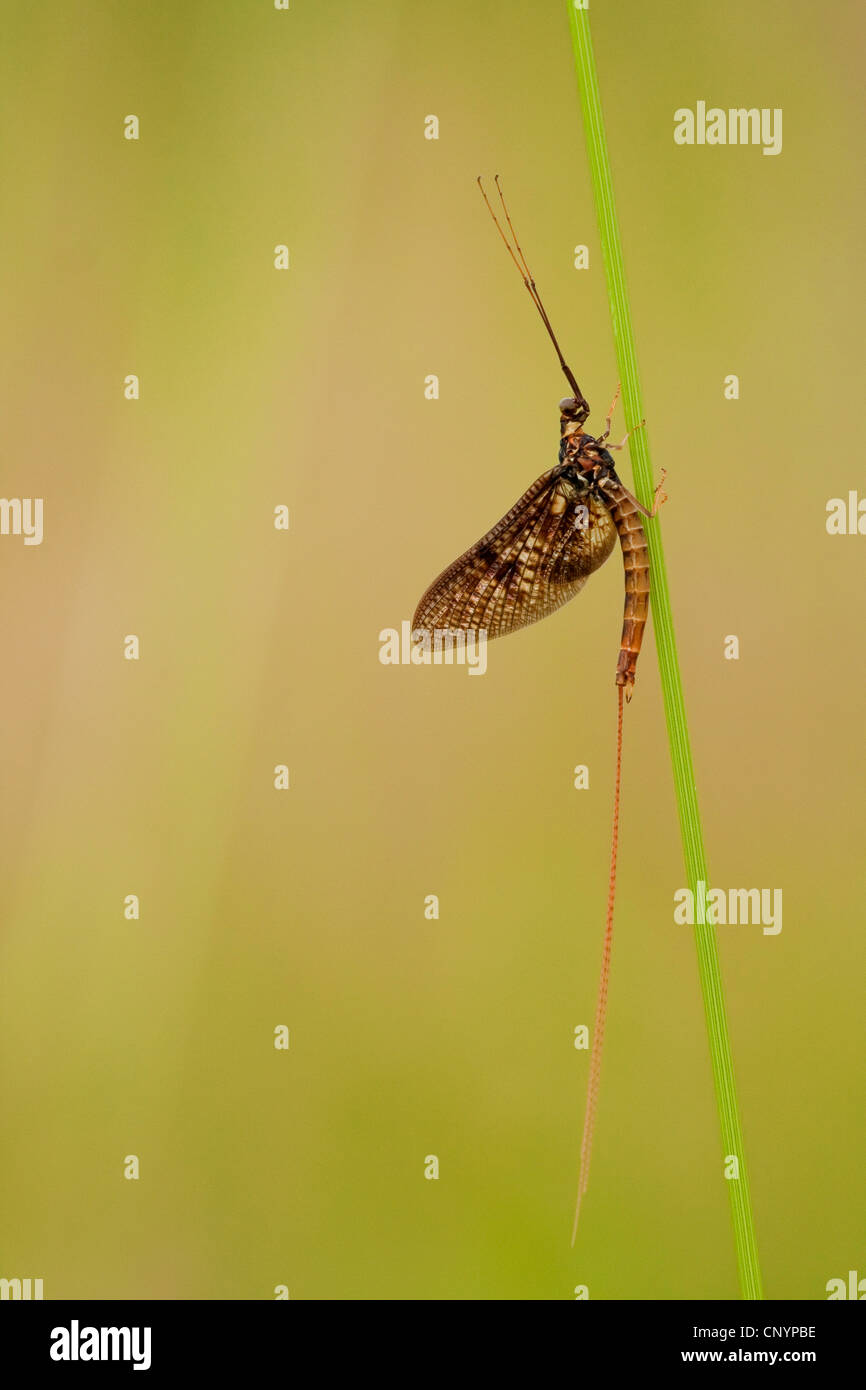 common mayfly (Ephemera vulgata), sitting at a grass blade, Germany, Rhineland-Palatinate Stock Photo