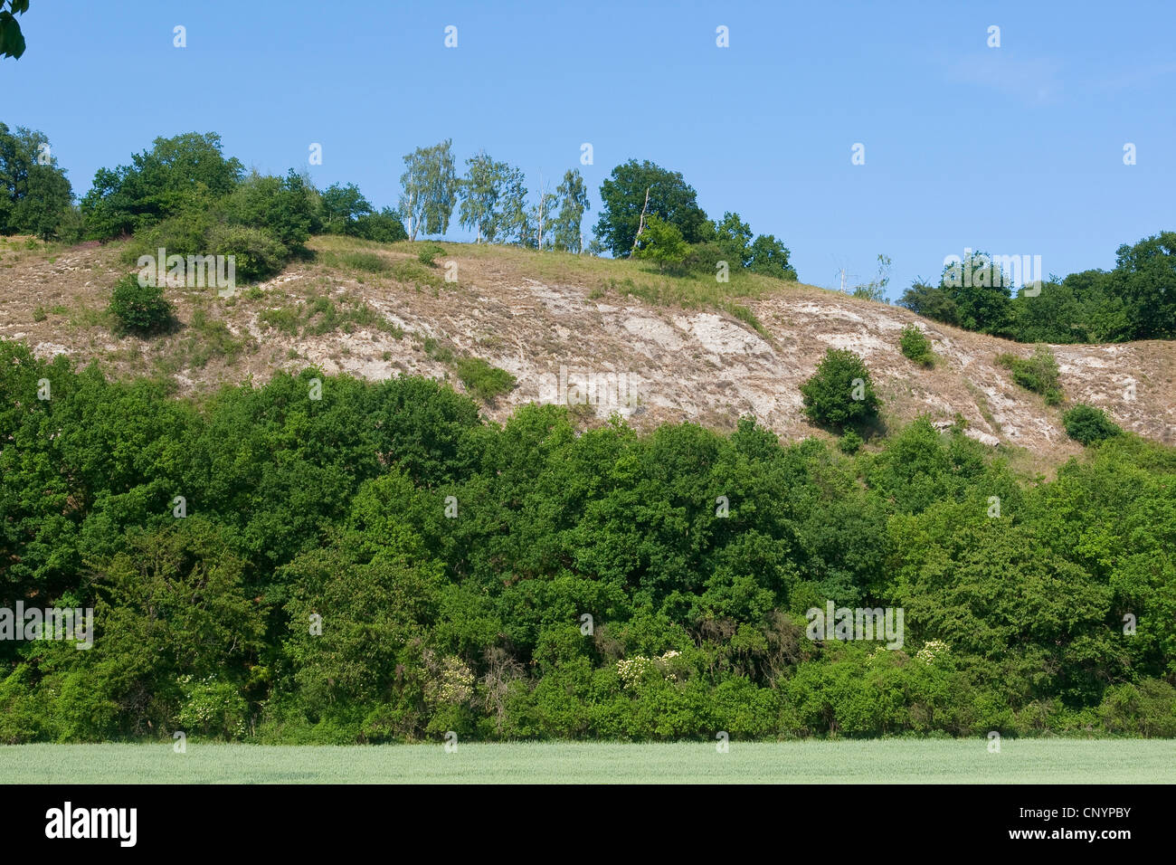 facing south slope with calcareous soil of Kyffhaeuser, Germany, Thueringen Stock Photo