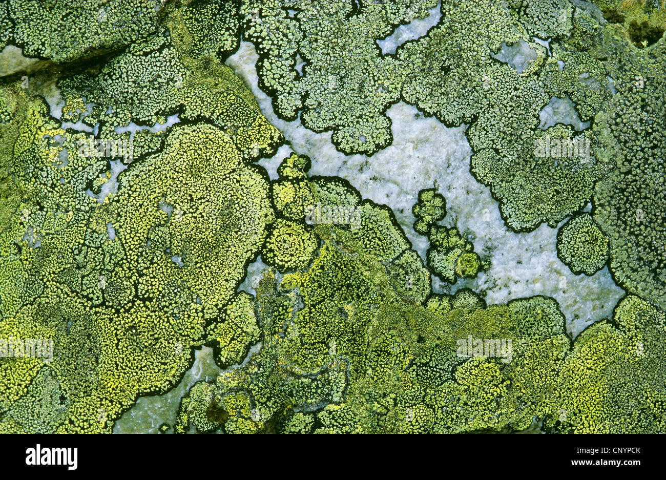 map lichen (Rhizocarpon geographicum), on a rock, Germany Stock Photo