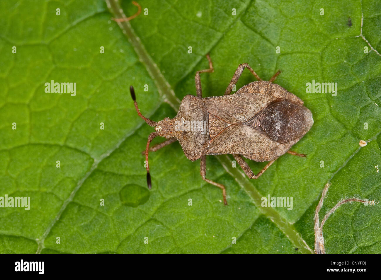 squash bug (Coreus marginatus, Mesocerus marginatus), mating, Germany Stock Photo