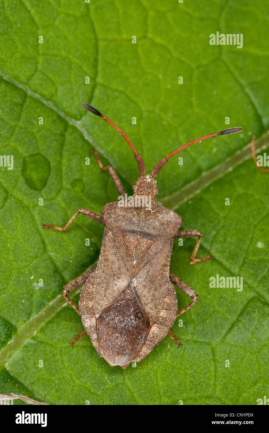 squash bug (Coreus marginatus, Mesocerus marginatus), mating, Germany Stock Photo