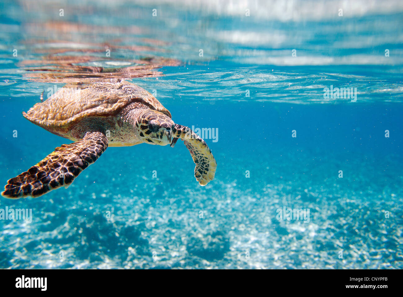 hawksbill turtle, hawksbill sea turtle (Eretmochelys imbricata), swimming under water surface, Seychelles Stock Photo