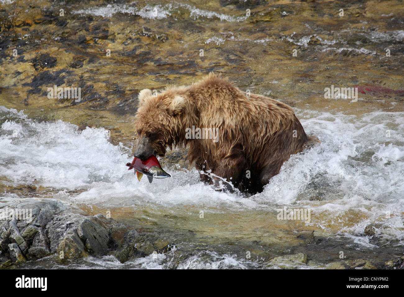 brown bear, grizzly bear, grizzly (Ursus arctos horribilis), juvenile standing in the rapids of a river with a caught salmon in the mouth, USA, Alaska Stock Photo