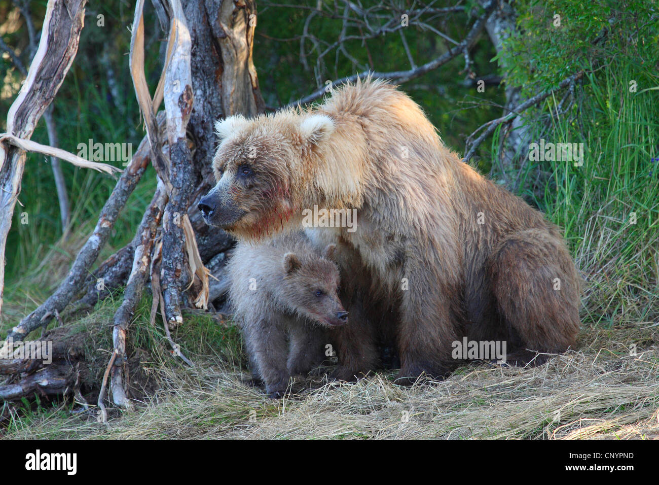 brown bear, grizzly bear, grizzly (Ursus arctos horribilis), female sitting at a riverside with a juvenile, USA, Alaska Stock Photo