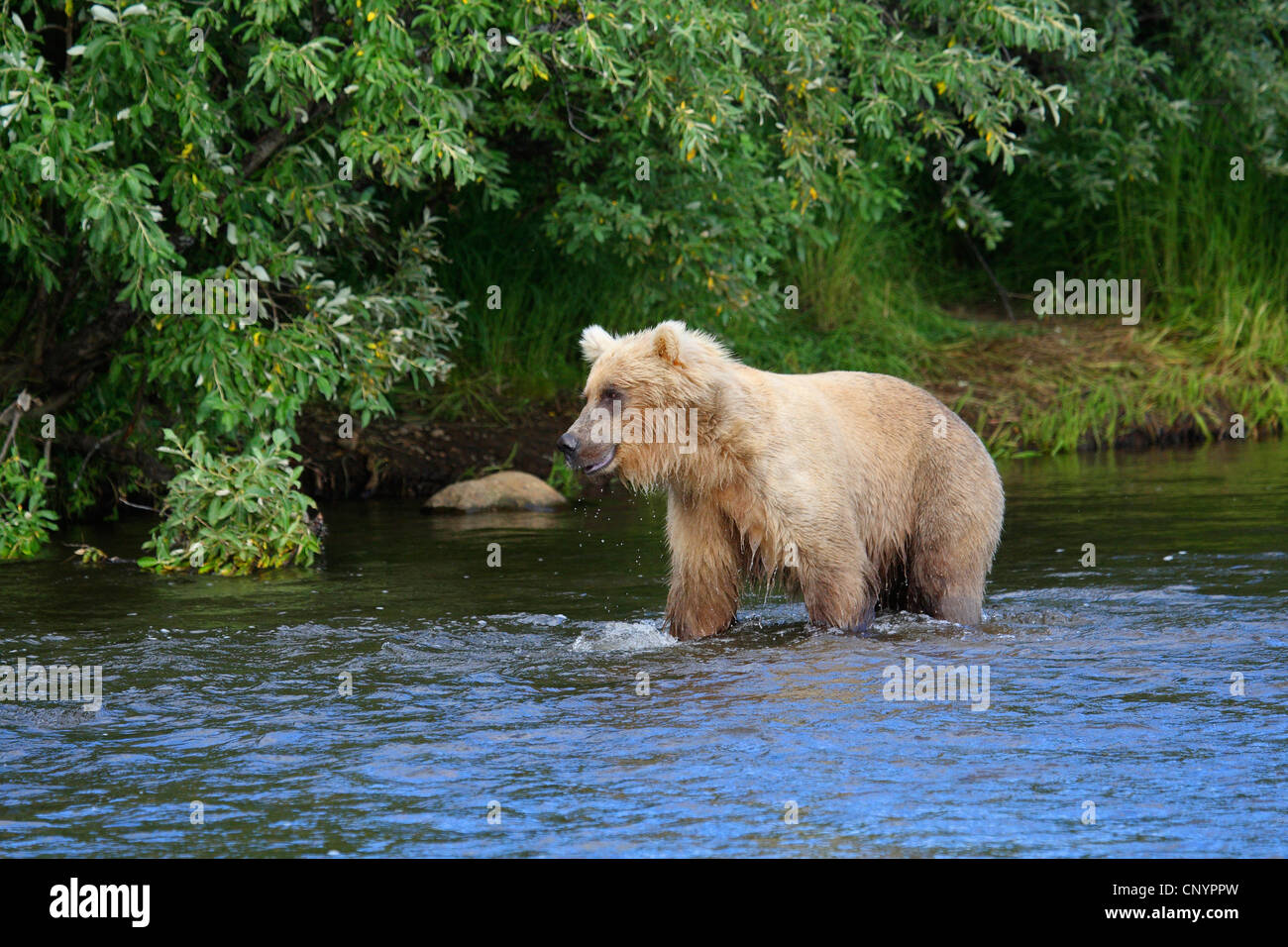 brown bear, grizzly bear, grizzly (Ursus arctos horribilis), standing in the shallow water of a river, USA, Alaska Stock Photo