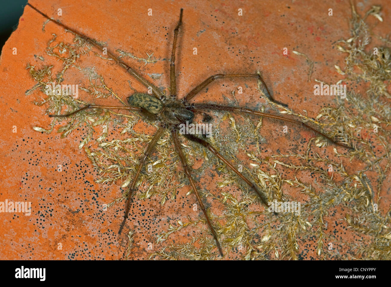 giant European house spider, giant house spider, larger house spider, cobweb spider (Tegenaria gigantea, Tegenaria atrica), male, Germany Stock Photo