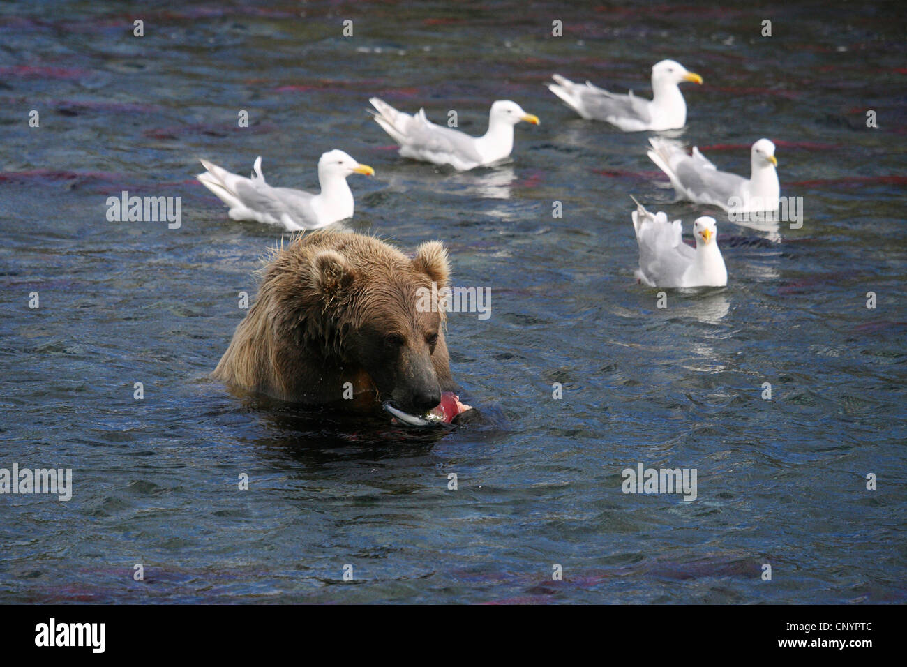 brown bear, grizzly bear, grizzly (Ursus arctos horribilis), bear in a river feeding a caught salmon surrounded by gulls, USA, Alaska Stock Photo