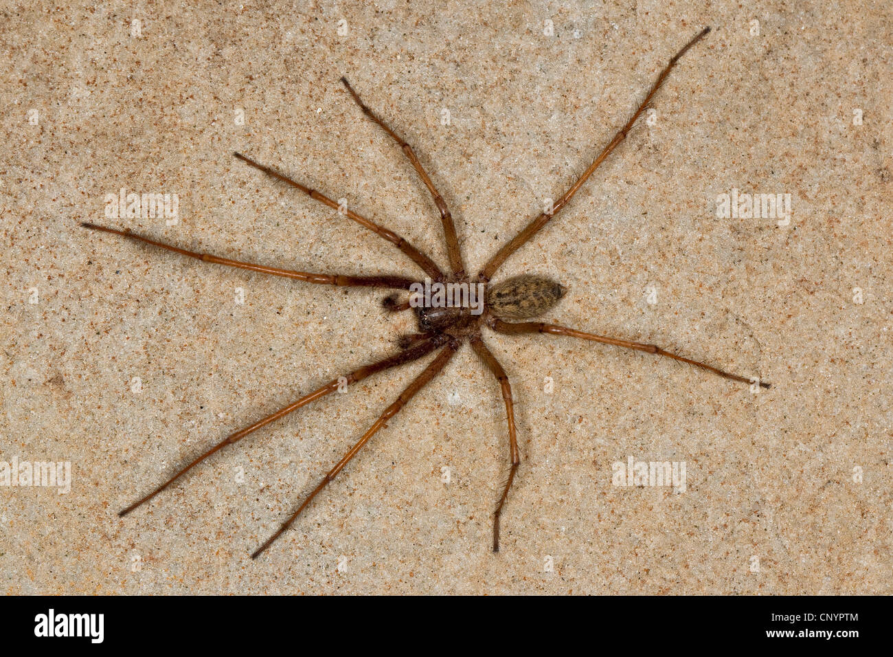 giant European house spider, giant house spider, larger house spider, cobweb spider (Tegenaria gigantea, Tegenaria atrica), male, Germany Stock Photo