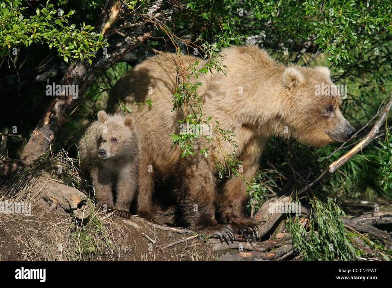 brown bear, grizzly bear, grizzly (Ursus arctos horribilis), female standing at a riverside with a juvenile, USA, Alaska Stock Photo
