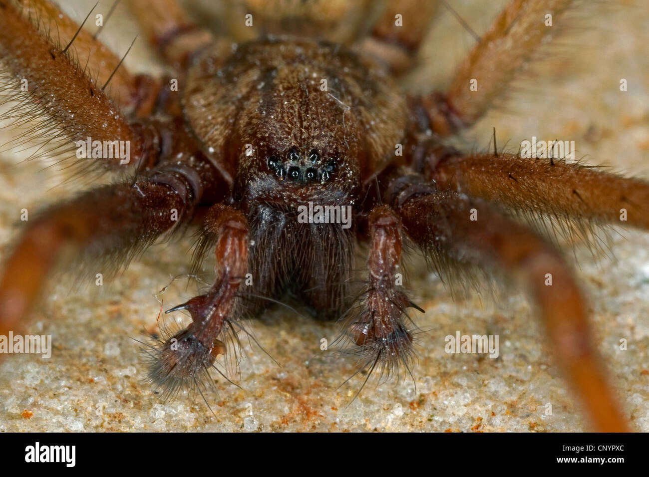 giant European house spider, giant house spider, larger house spider, cobweb spider (Tegenaria gigantea, Tegenaria atrica), male with 8 eyes, chelicerae and pedipalps, Germany Stock Photo