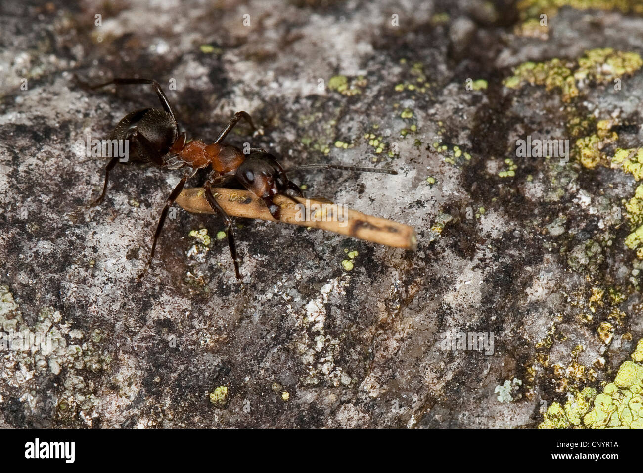 small red wood ant (Formica polyctena), transporting nesting material, Germany Stock Photo