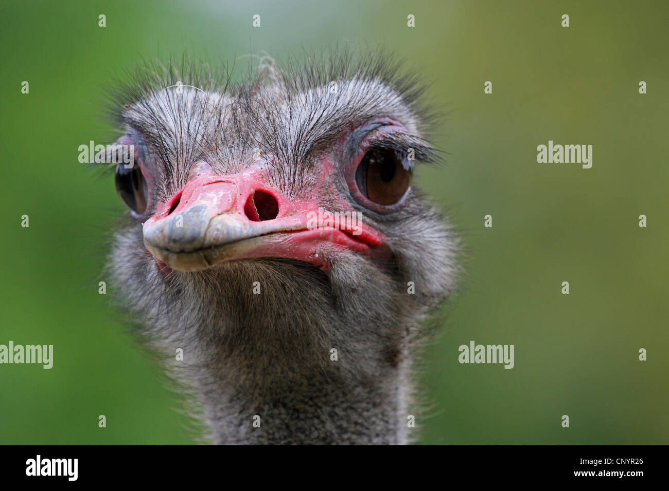 ostrich (Struthio camelus), portrait Stock Photo