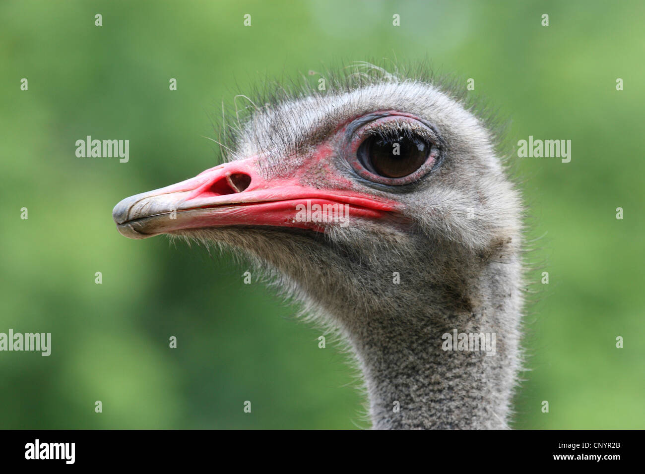 ostrich (Struthio camelus), portrait Stock Photo