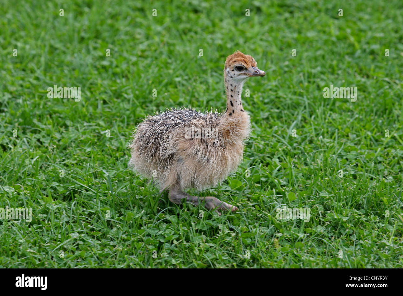 ostrich (Struthio camelus), young Ostrich Stock Photo