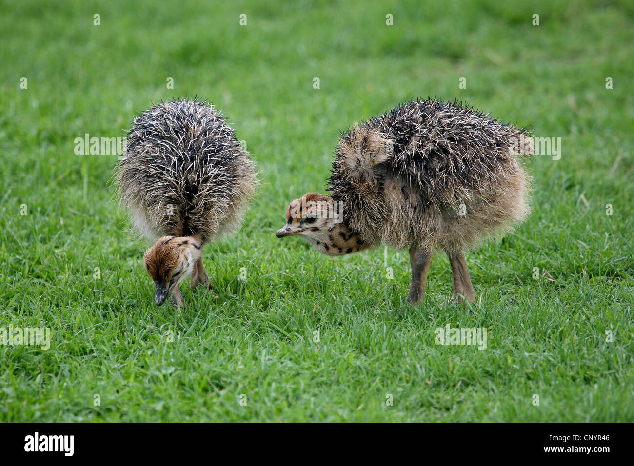 ostrich (Struthio camelus), two young Ostriches Stock Photo