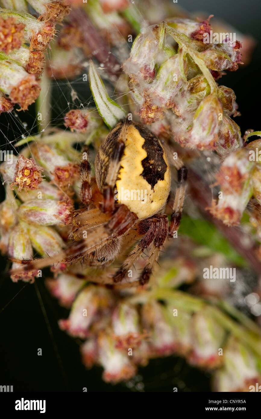 marbled orbweaver, marbled spider (Araneus marmoreus f. pyramidata, Araneus marmoreus pyramidata), on a grass ear, Germany Stock Photo