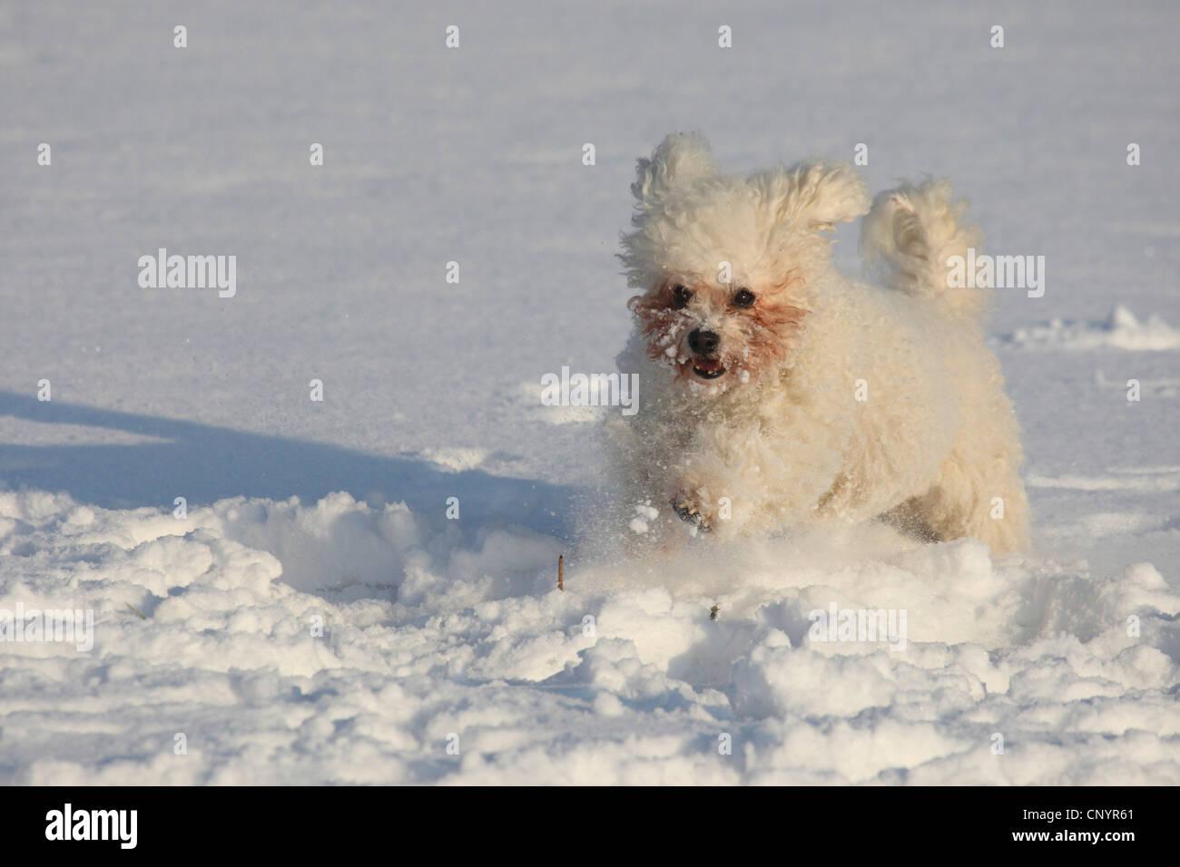 Bichon fris (Canis lupus f. familiaris), romping in snow Stock Photo