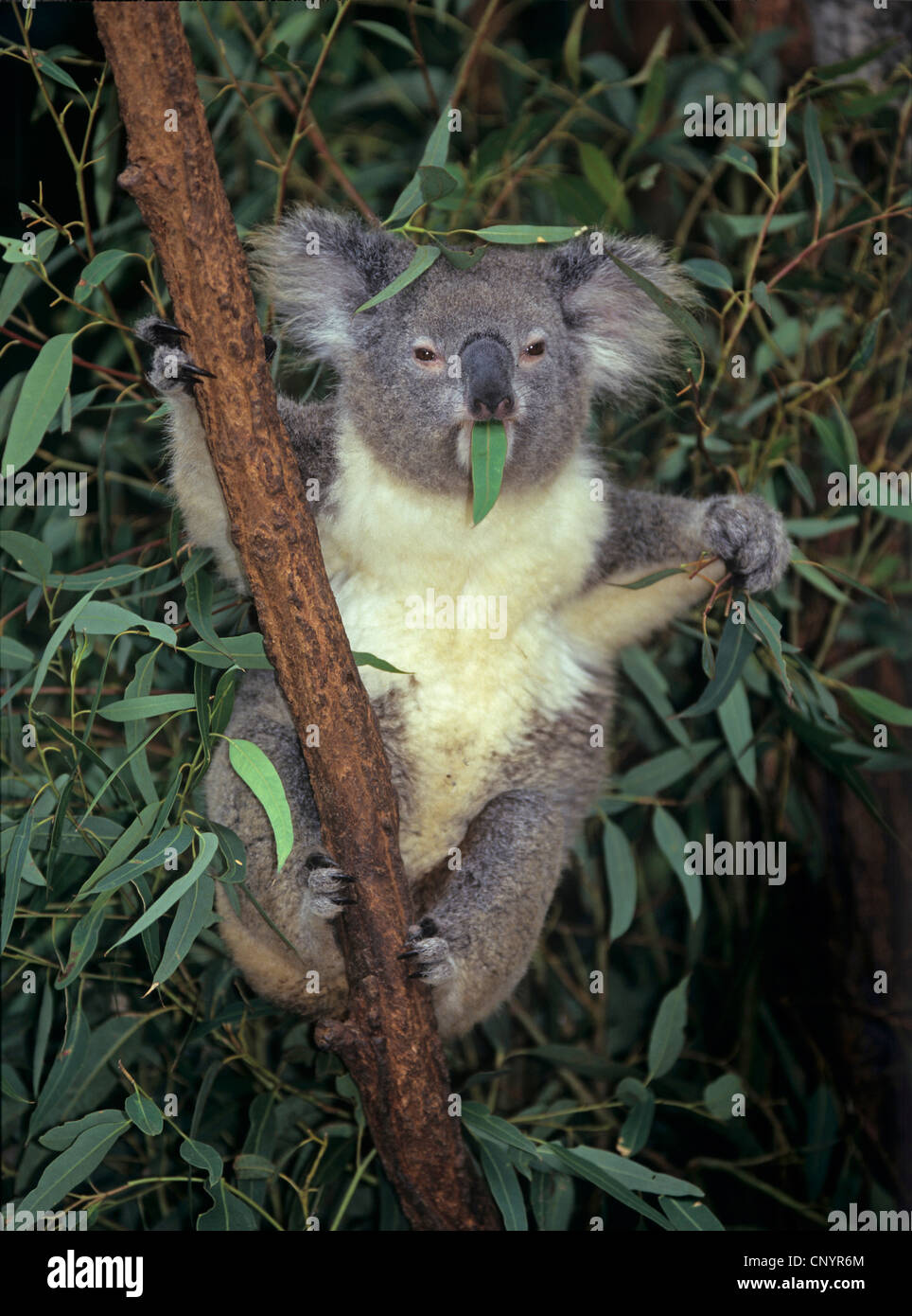koala, koala bear (Phascolarctos cinereus), sitting on a branch and eating eucalyptus leaves, Australia Stock Photo
