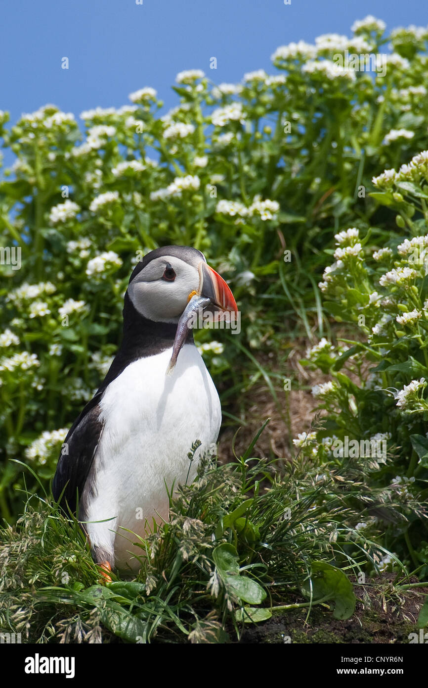Atlantic puffin, Common puffin (Fratercula arctica), with caught fish in the beak Stock Photo