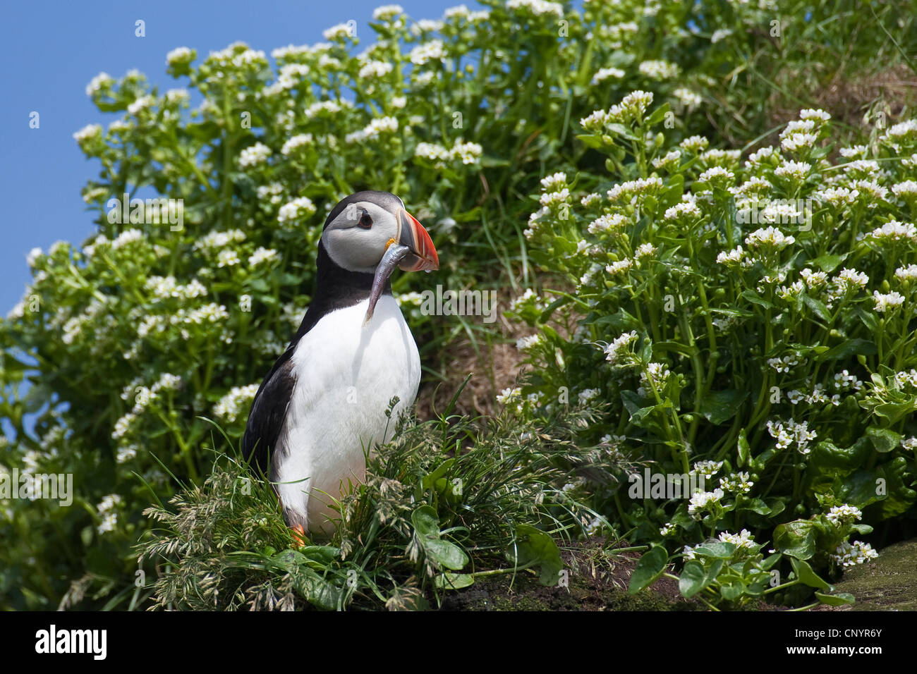 Atlantic puffin, Common puffin (Fratercula arctica), with caught fish in the beak Stock Photo