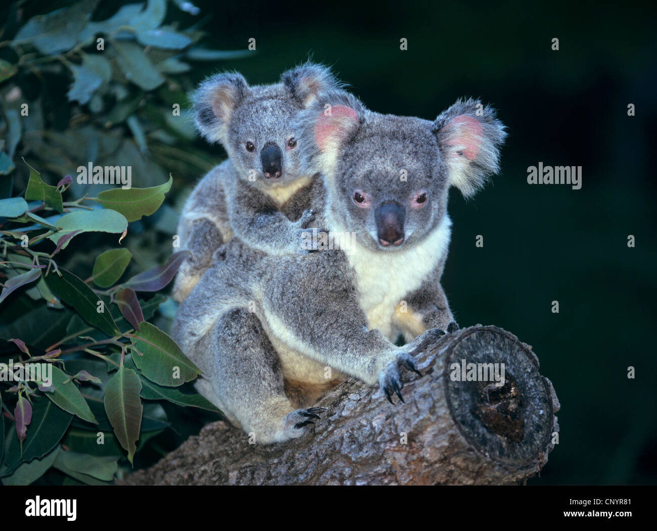 koala, koala bear (Phascolarctos cinereus), with young, sitting on a branch, Australia Stock Photo