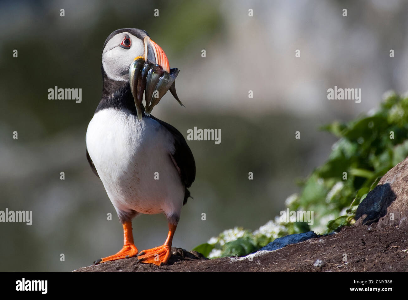 Atlantic puffin, Common puffin (Fratercula arctica), with several caught fishes in its beak Stock Photo
