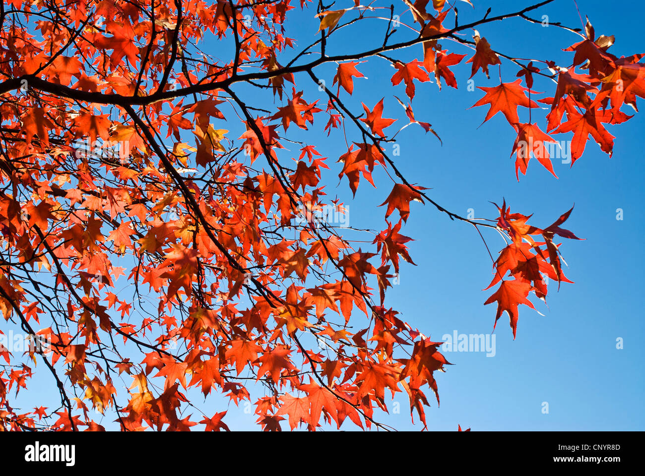 Red leaves in Autumn with blue sky background. Stock Photo