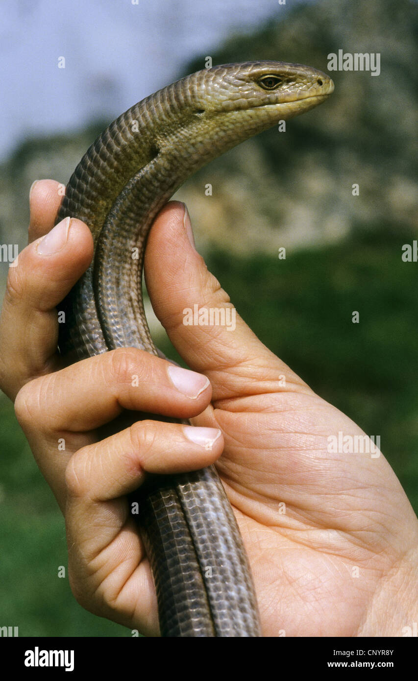 European glass lizard, armored glass lizard (Ophisaurus apodus