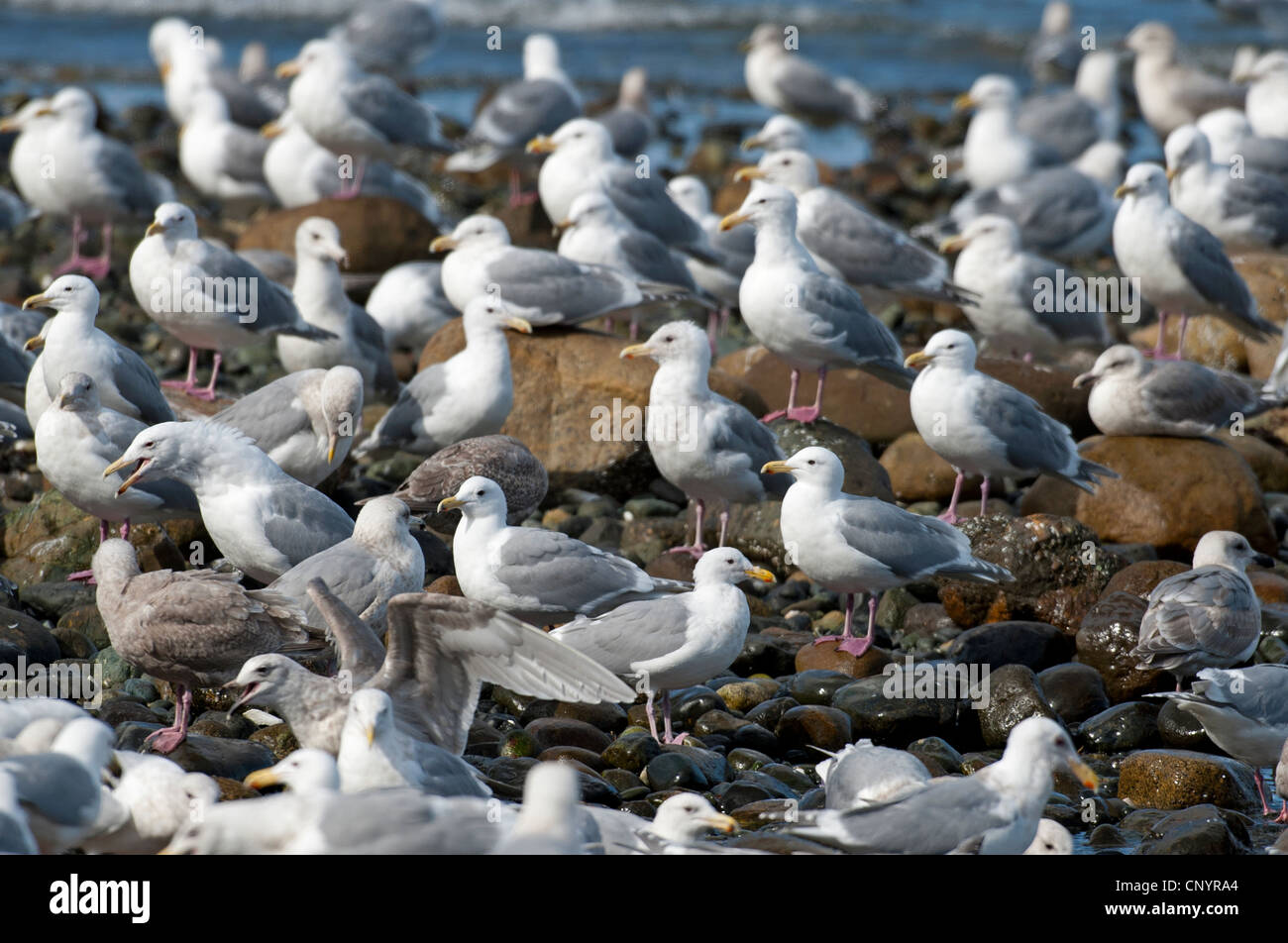 Herring and Glaucous-winged Gulls gather for a feeding bonanza on herring shoals, Vancouver Island.  SCO 8177 Stock Photo