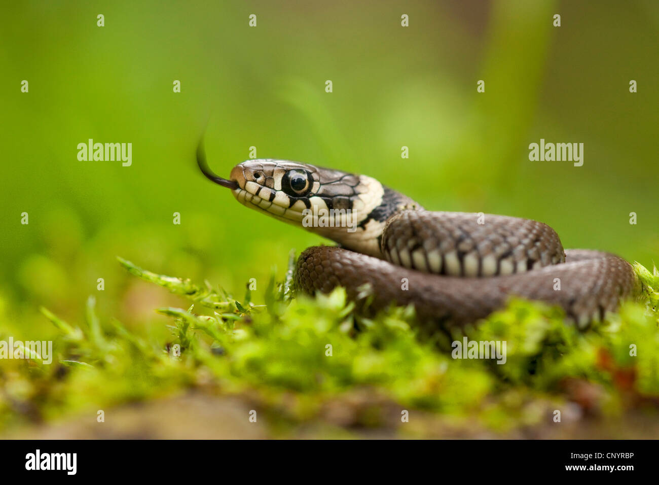 grass snake (Natrix natrix), juvenile flicking, Germany, Rhineland-Palatinate Stock Photo