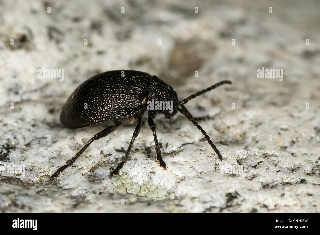 tansy beetle (Galeruca tanaceti), Germany Stock Photo