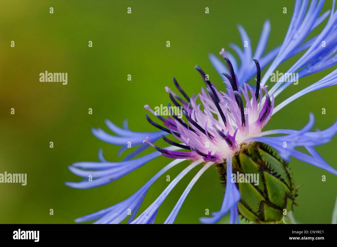 montane star-thistle, perennial cornflower, mountain knapweed (Centaurea montana), inflorescence, Germany, Rhineland-Palatinate Stock Photo