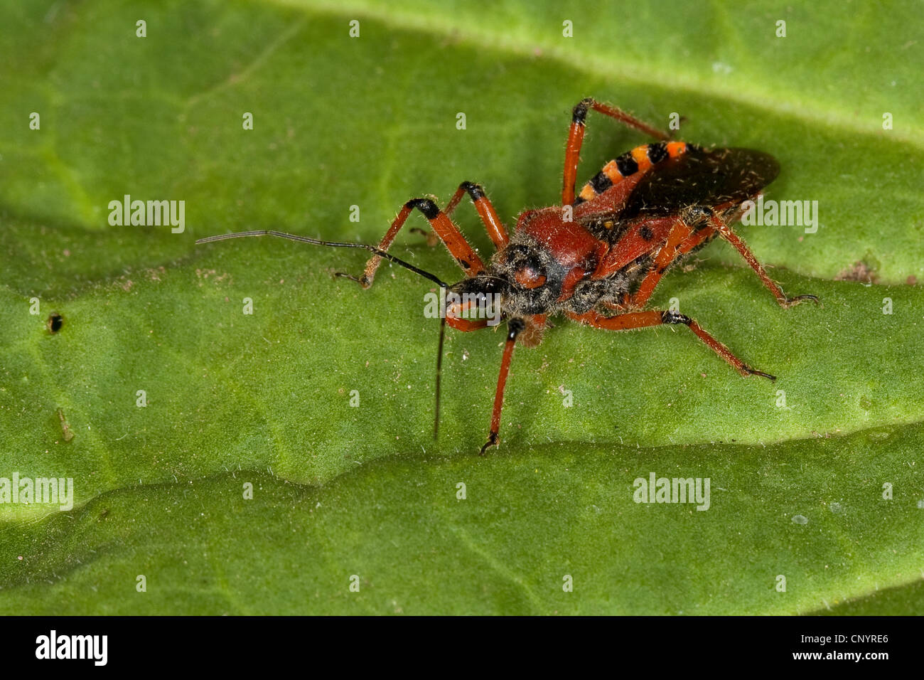 Red assassin bug (Rhinocoris iracundus, Rhynocoris iracundus), sitting on a leaf, Germany Stock Photo