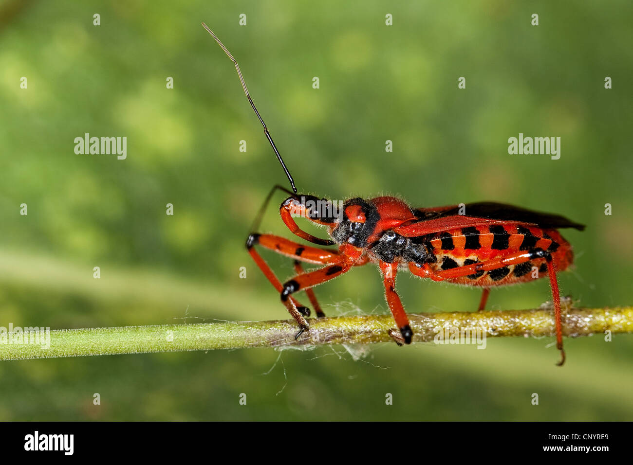 Red assassin bug (Rhinocoris iracundus, Rhynocoris iracundus), sitting on a sprout, Germany Stock Photo